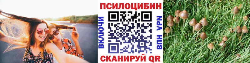 где найти   Гремячинск  Псилоцибиновые грибы Magic Shrooms 